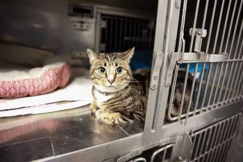 Kuza -  Domestic Short Hair Cat Available for Adoption in Loogootee, Indiana - Kuza | PetCurious