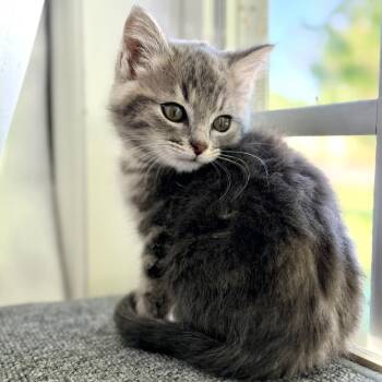 Ghost -  Domestic Short Hair Cat Available for Adoption in Mebane, North Carolina - Ghost | PetCurious