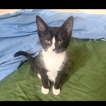 Merriweather -  Domestic Short Hair Cat for Adoption in Ferndale, Michigan - Merriweather | PetCurious