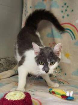 Ava -  Domestic Short Hair Cat for Adoption in Bucyrus, Ohio - Ava | PetCurious