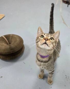 Rescue Tabby Cats for Adoption in Mount Airy, North Carolina - Griffin | PetCurious