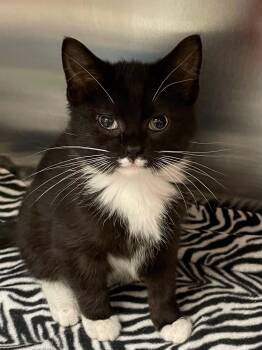Billy -  Domestic Short Hair Cat for Adoption in Covington, Virginia - Billy | PetCurious