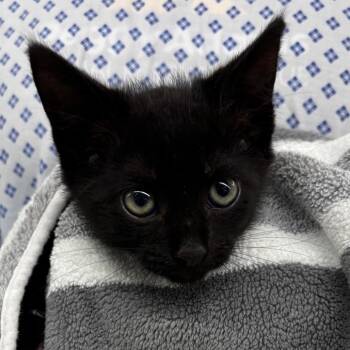 Biscuit -  Domestic Short Hair Cat for Adoption in West Palm Beach, Florida - Biscuit | PetCurious