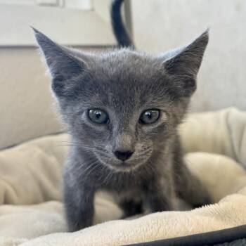 Gigi -  Domestic Short Hair Cat for Adoption in Medford, Oregon - Gigi | PetCurious