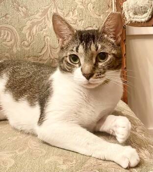 American Shorthair Cats Available for Adoption in Philadelphia, Pennsylvania - Anna | PetCurious