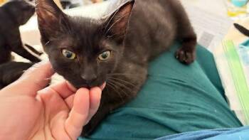 River -  Domestic Short Hair Cat for Adoption in Raleigh, North Carolina - River | PetCurious
