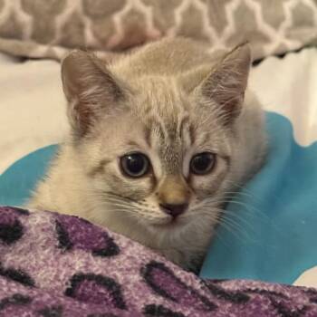 Cherrios -  Siamese Cat Available for Adoption in Los Angeles, California - Cherrios | PetCurious