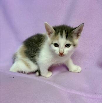 Rescue Dilute Calico Cats for Adoption in River Edge, New Jersey - Aria | PetCurious