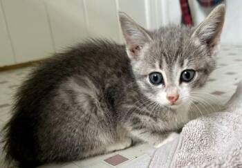 Tina -  Domestic Short Hair Cat for Adoption in Gary, Indiana - Tina | PetCurious