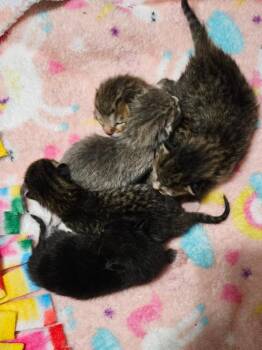 Domestic Short Hair Cats Available for Adoption in Grand Forks, North Dakota - Fluffernutter | PetCurious