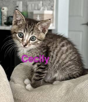 Tabby Cats Available for Adoption in Casselberry, Florida - Cecily | PetCurious