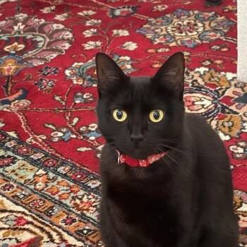 Rescue Domestic Short Hair Cats for Adoption in Houston, Texas - Sabrina | PetCurious