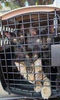 Bumblebee -  Domestic Short Hair Cat for Adoption in Hobart, Indiana - Bumblebee | PetCurious