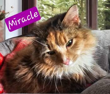 Domestic Medium Hair Cats Available for Adoption in Jim Thorpe, Pennsylvania - Miracle | PetCurious