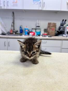 Habanero -  Domestic Short Hair Cat for Adoption in Brookings, Oregon - Habanero | PetCurious