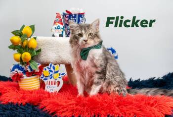 Domestic Long Hair Cats Available for Adoption in Sevierville, Tennessee - Flicker | PetCurious