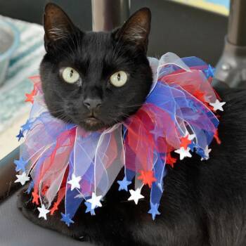 Domestic Short Hair Cats Available for Adoption in Sanford, Florida - Peppers | PetCurious