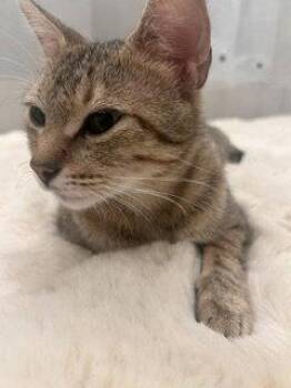 Caroline -  Domestic Short Hair Cat for Adoption in Irving, Texas - Caroline | PetCurious