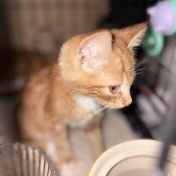 Georgi -  Domestic Short Hair Cat for Adoption in Santa Fe, Texas - Georgi | PetCurious