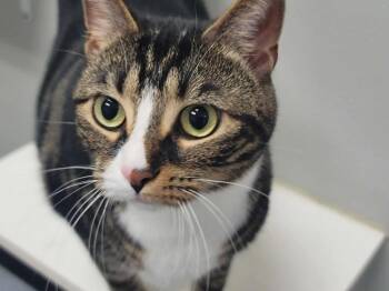 Rescue Domestic Short Hair and Tabby Cats for Adoption in Raleigh, North Carolina - Puddin | PetCurious
