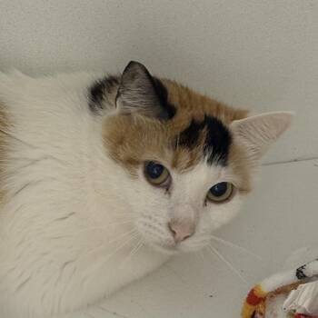 Momma Lucy -  American Bobtail Cat for Adoption in Newberg, Oregon - Momma Lucy | PetCurious