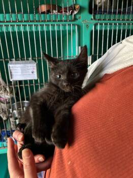 Rescue Domestic Short Hair Cats for Adoption in Pine Grove, Pennsylvania - Fern | PetCurious