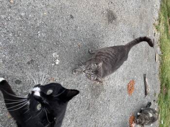 Domestic Short Hair Cats Available for Adoption in Randolph, Alabama - Big Mama Biscuit & 9 Kittens | PetCurious