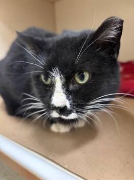 Domestic Short Hair Cats Available for Adoption - HALEY | PetCurious