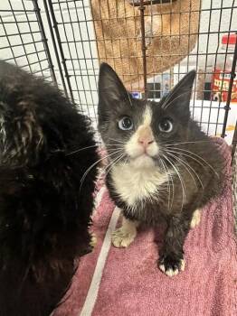 LOTTIE -  Domestic Short Hair Cat for Adoption in Kalamazoo, Michigan - LOTTIE | PetCurious