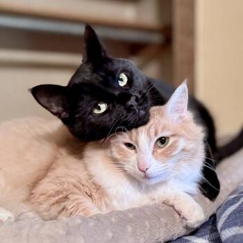 Finley -  Domestic Short Hair Cat for Adoption in Springfield, Oregon - Finley | PetCurious