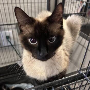 Siamese mom -  Siamese Cat for Adoption in Fredericksburg, Virginia - Siamese Mom | PetCurious