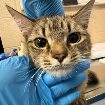 Bethany -  Domestic Short Hair Cat for Adoption in Troy, Virginia - Bethany | PetCurious