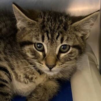 Ren -  Domestic Short Hair Cat for Adoption in North Myrtle Beach, South Carolina - Ren | PetCurious