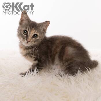 Wilma -  Dilute Tortoiseshell Cat for Adoption in Crescent, Oklahoma - Wilma | PetCurious