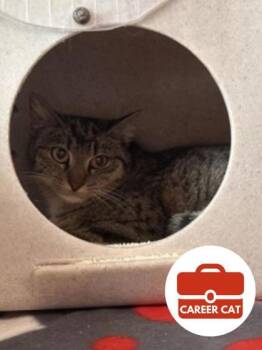 Domestic Short Hair Cats Available for Adoption in Roseville, California - Muse | PetCurious