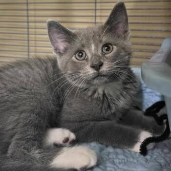 Eluna -  Domestic Short Hair Cat for Adoption in Prince Frederick, Maryland - Eluna | PetCurious