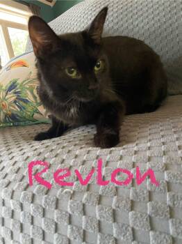 Rescue Domestic Short Hair Cats for Adoption in Clarksville, Tennessee - Revlon | PetCurious
