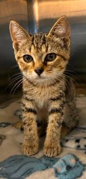 Penelope -  Domestic Short Hair Cat for Adoption in Columbia, Tennessee - Penelope | PetCurious