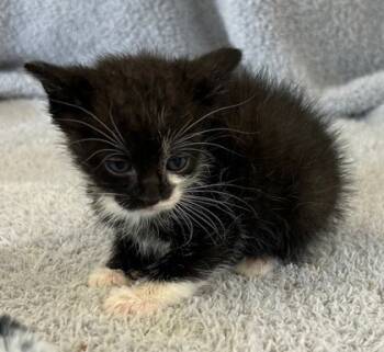 Rescue Domestic Short Hair Cats for Adoption in West Memphis, Arkansas - Floyd | PetCurious