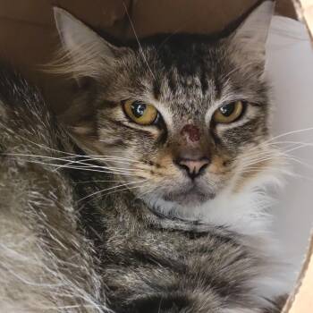 Domestic Medium Hair Cats Available for Adoption in Sarasota, Florida - Misty | PetCurious