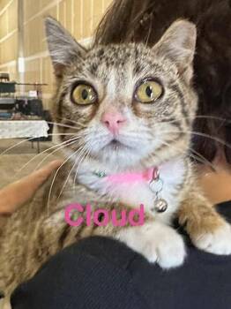 Domestic Short Hair Cats Available for Adoption - CLOUD Kitten (f) | PetCurious