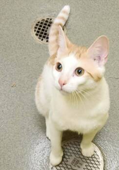 ALTO -  Domestic Short Hair Cat Available for Adoption in Manassas, Virginia - ALTO | PetCurious