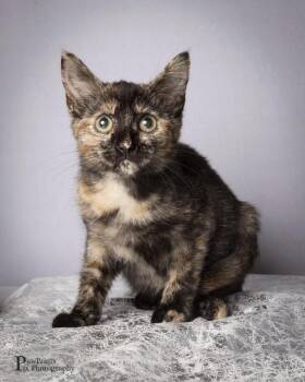 Quinn -  Domestic Short Hair Cat for Adoption in Maryville, Tennessee - Quinn | PetCurious