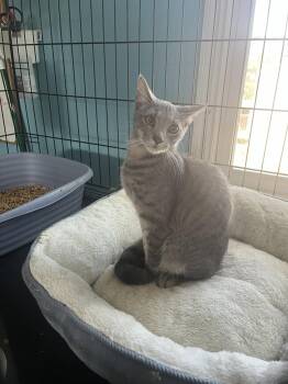 Jersey Boy -  Domestic Short Hair Cat for Adoption in Broomall, Pennsylvania - Jersey Boy | PetCurious