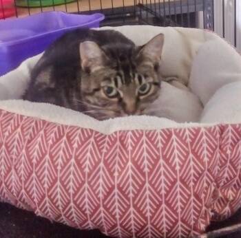 Rescue Domestic Short Hair and Tabby Cats for Adoption in Bothell, Washington - Tabitha | PetCurious