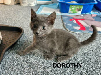 Rescue Domestic Short Hair Cats for Adoption in Parkville, Maryland - Dorothy Vaughan | PetCurious