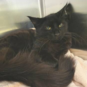 Appa -  Domestic Long Hair Cat for Adoption in East Hampton, New York - Appa | PetCurious