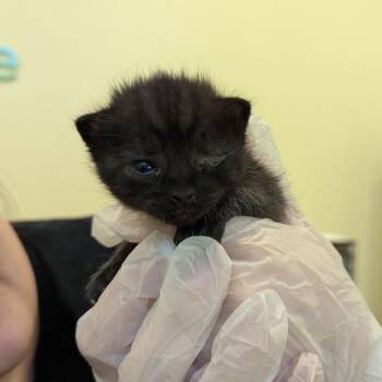 Taxi -  Domestic Short Hair Cat for Adoption in Lynchburg, Virginia - Taxi | PetCurious