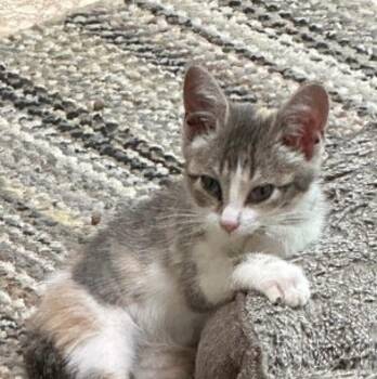 Fry -  Domestic Short Hair Cat for Adoption in Bolivar, Missouri - Fry | PetCurious