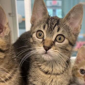 Mosasaurus -  Domestic Short Hair Cat Available for Adoption in Voorhees Township, New Jersey - Mosasaurus | PetCurious
